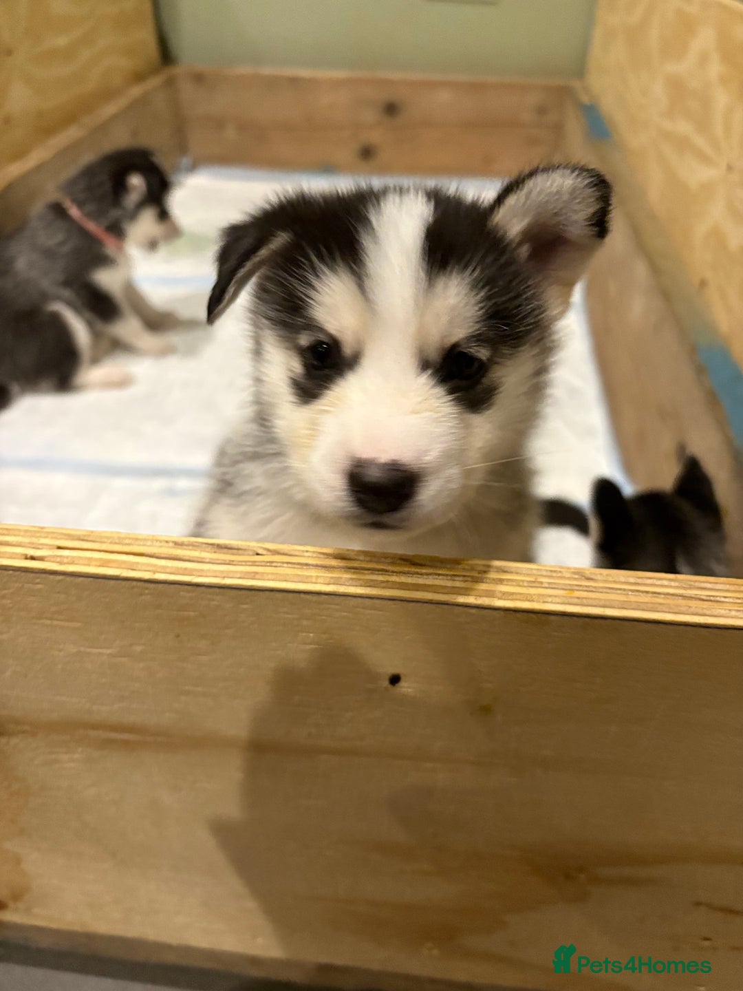 Siberian Husky dogs for sale: Siberian huskies 4 girls and 1 boy - Advert 16