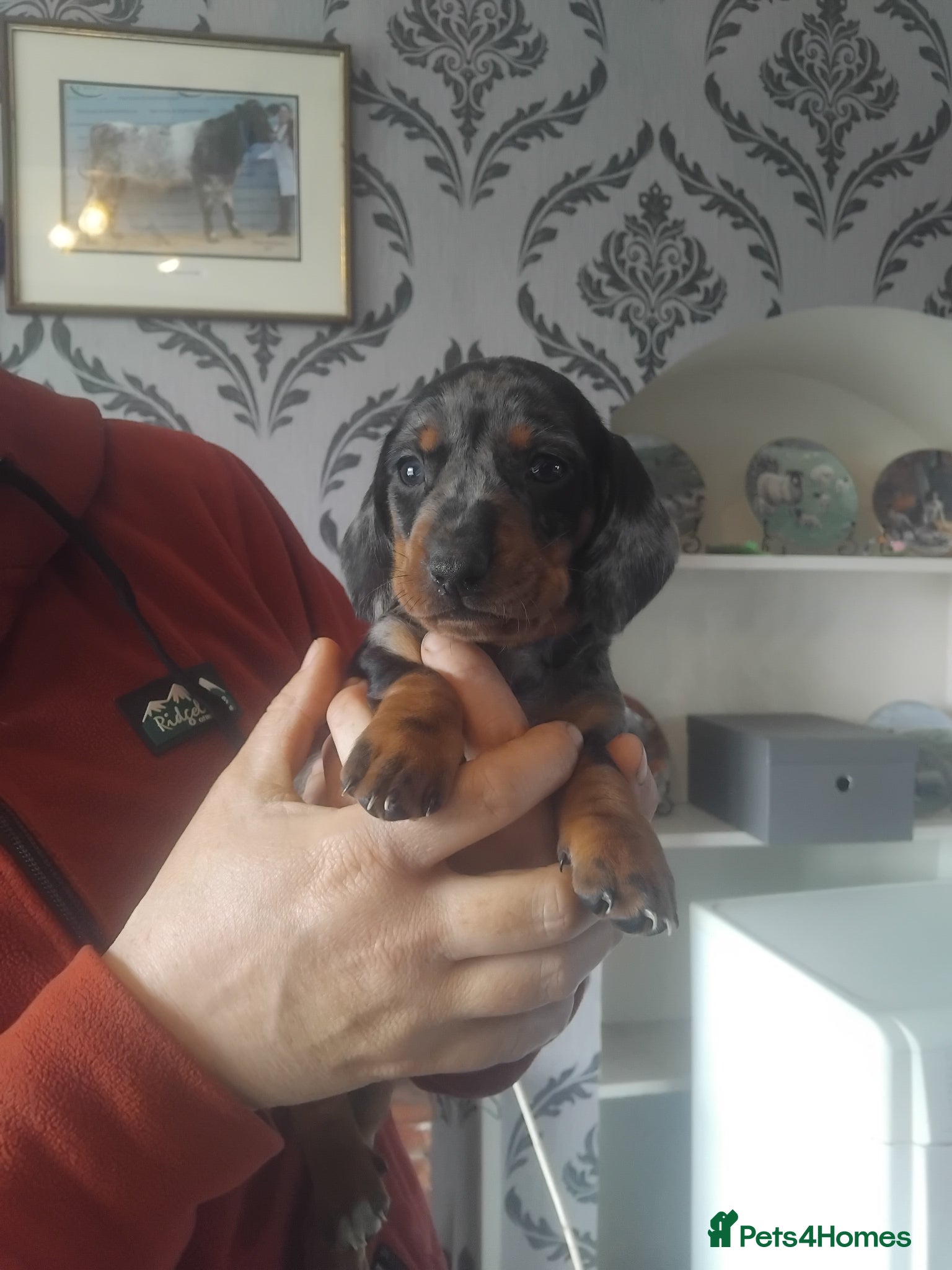 Miniature Dachshund dogs Miniature dachshund  - Advert 2