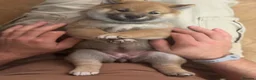 Japanese Shiba Inu dogs for sale: Shiba Inu Puppies for Sale in London - Advert 6