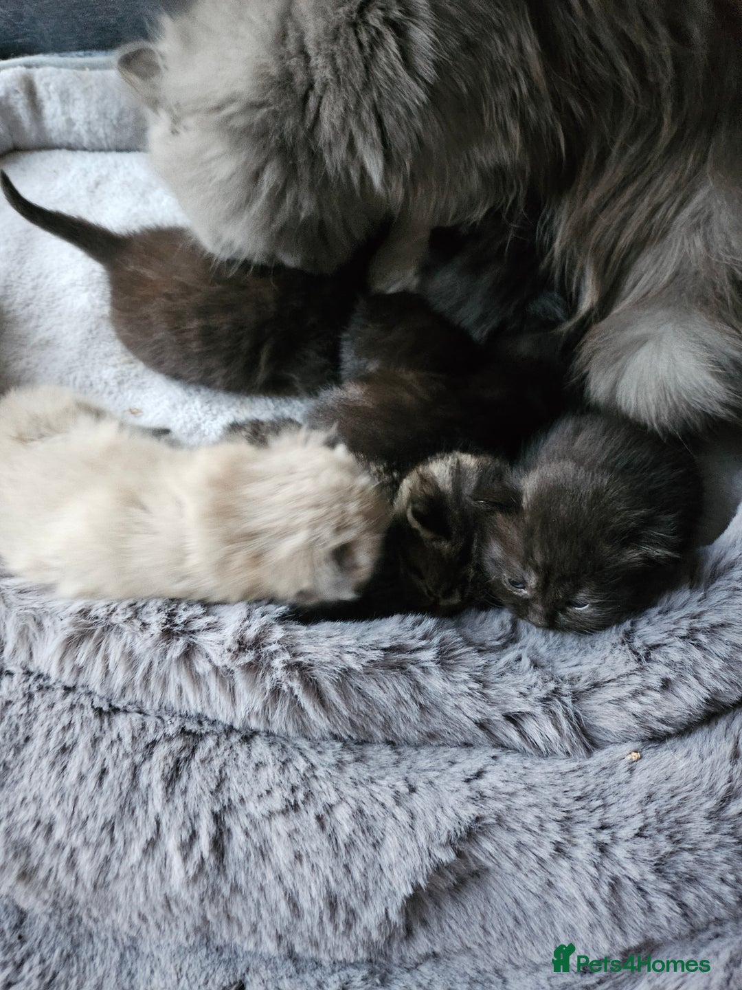Scottish Fold cats for sale: Scottish fold kittens for sale 4 wks old - Advert 4
