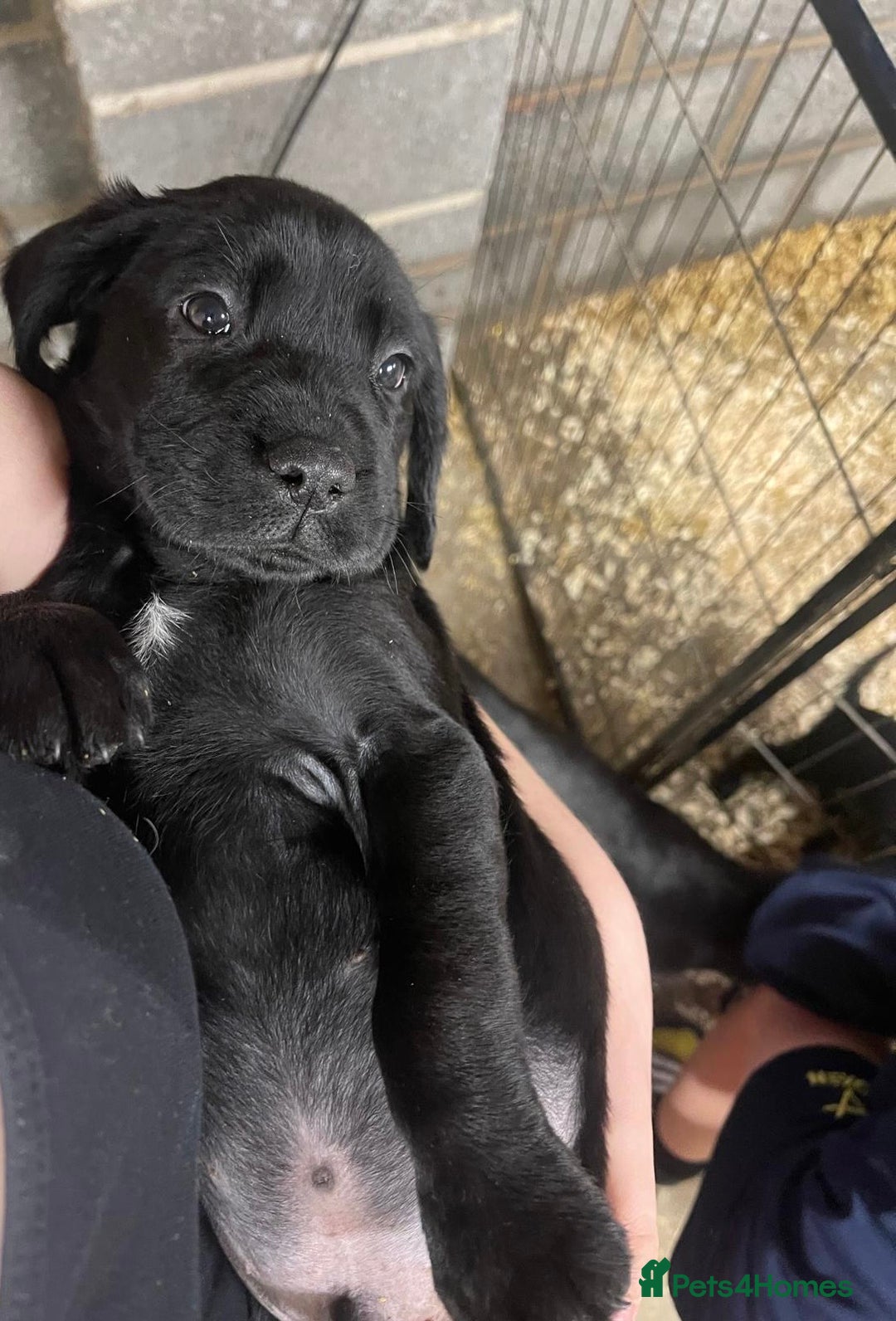 Mixed Breed dogs for sale: 🐾 5 Gorgeous Sprockerdor Puppies 🐾 - Advert 2