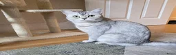 British Shorthair cats for sale: Beautiful Uniquely British Shorthair Kittens 🐾 - Advert 2