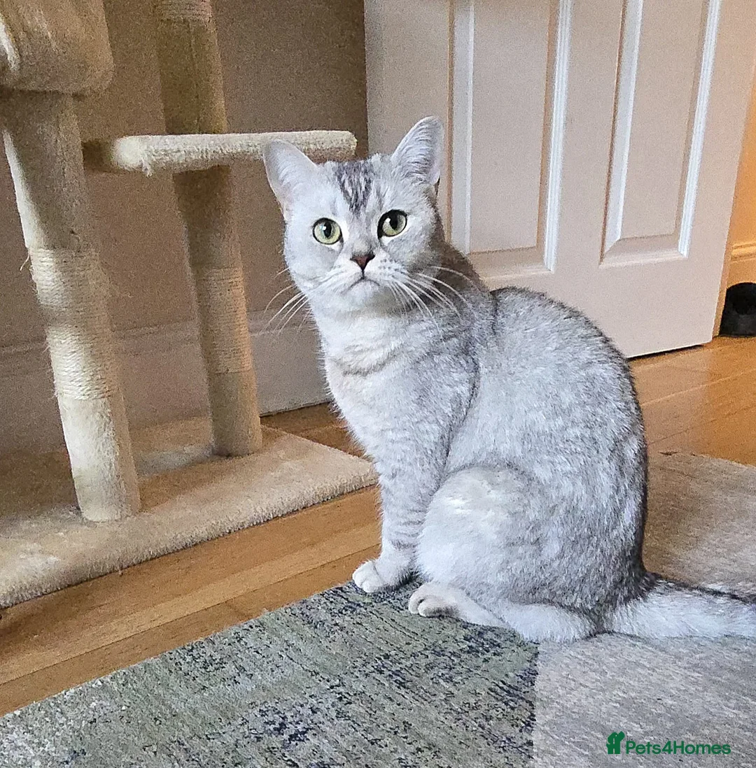 British Shorthair cats for sale: Beautiful Uniquely British Shorthair Kittens 🐾 - Advert 2