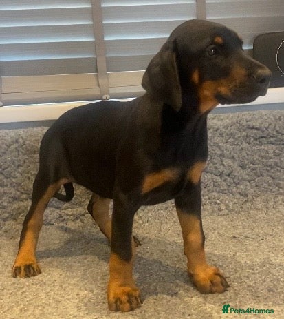 Dobermann dogs Champion and working lines KC Doberman litter - Advert 2