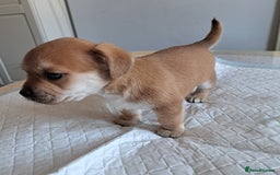 Jack Russell dogs for sale: Jack Russell for sale - Image 8