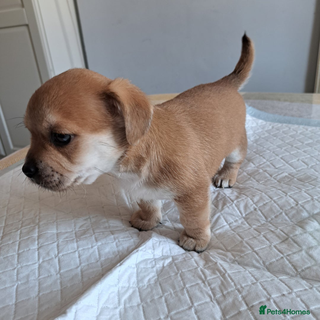 Jack Russell dogs for sale: Jack Russell for sale - Image 8