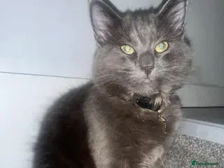 Maine Coon cats maine coon cross - Advert 1