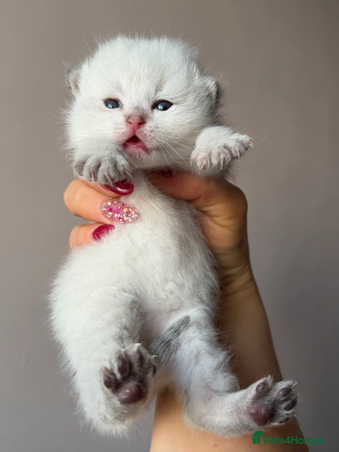 British Longhair cats for sale: British Longhair adorable kittens  - Advert 7