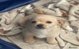 Mixed Breed dogs for sale: Puppies for sale - Image 5