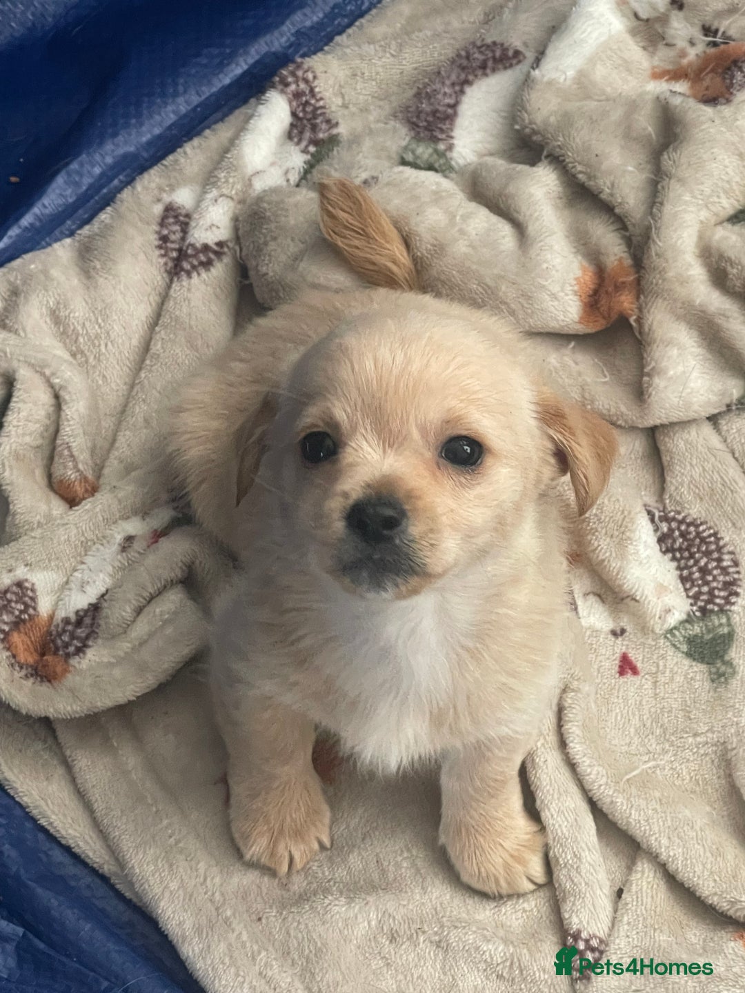 Mixed Breed dogs for sale: Puppies for sale - Image 5