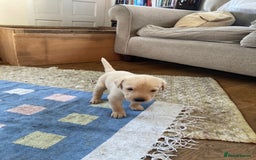 Labrador Retriever dogs for sale: Field trial working Labrador puppies  - Image 9