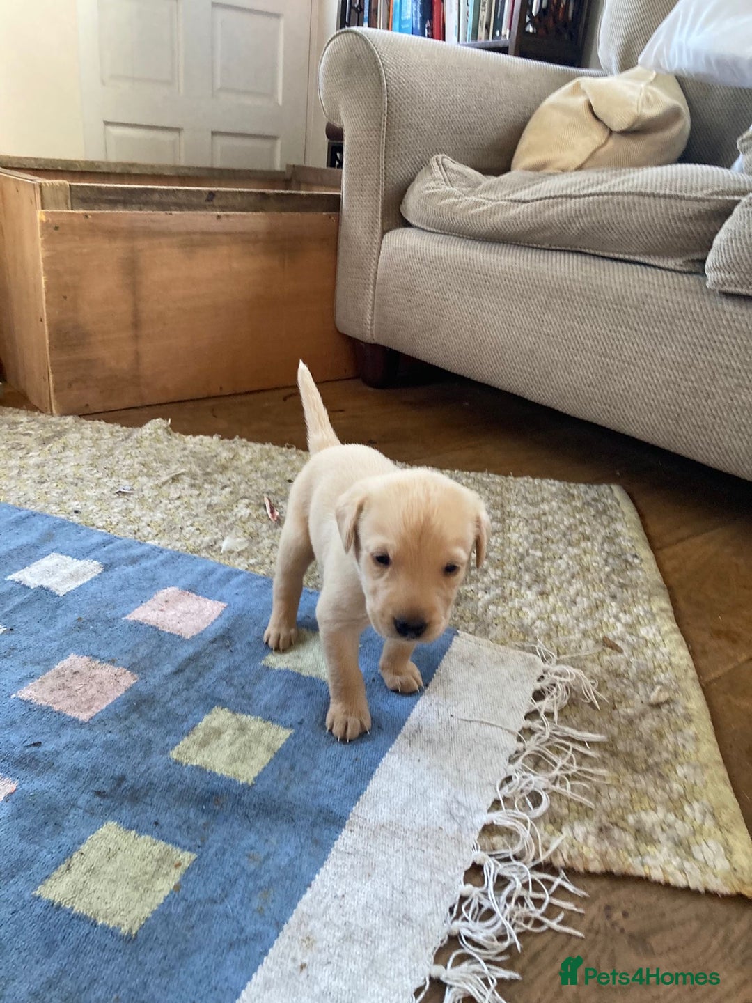 Labrador Retriever dogs for sale: Field trial working Labrador puppies  - Image 9