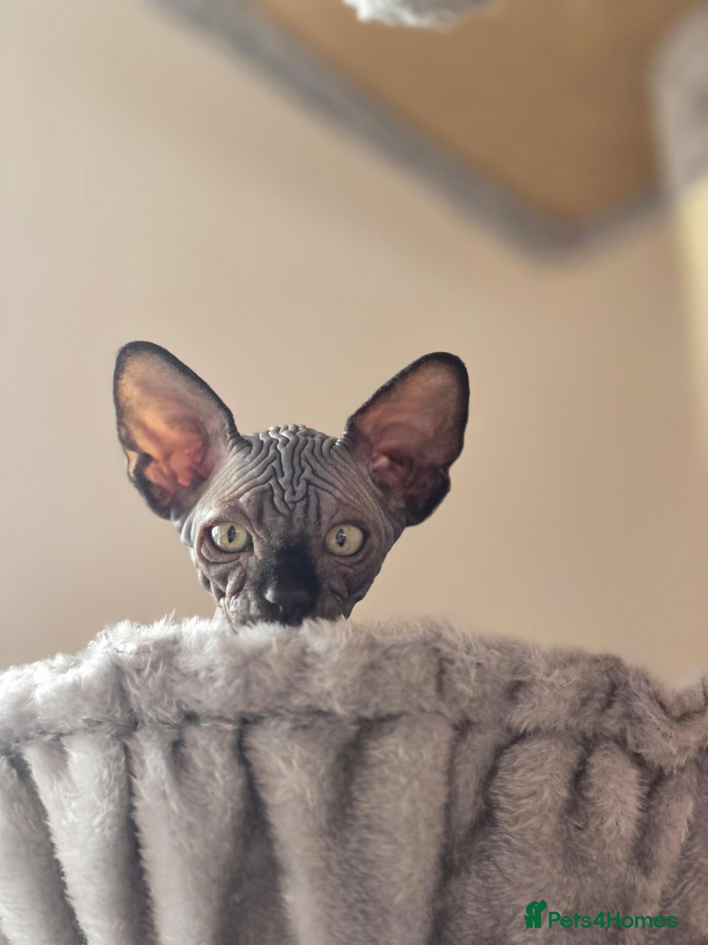 Sphynx cats for sale: 🐾 Gorgeous Sphynx Kittens – Reservations Open! 🐾 - Advert 2