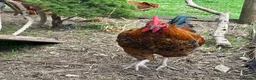 Chickens poultry for sale: Cockerels  in Newquay - Advert 3