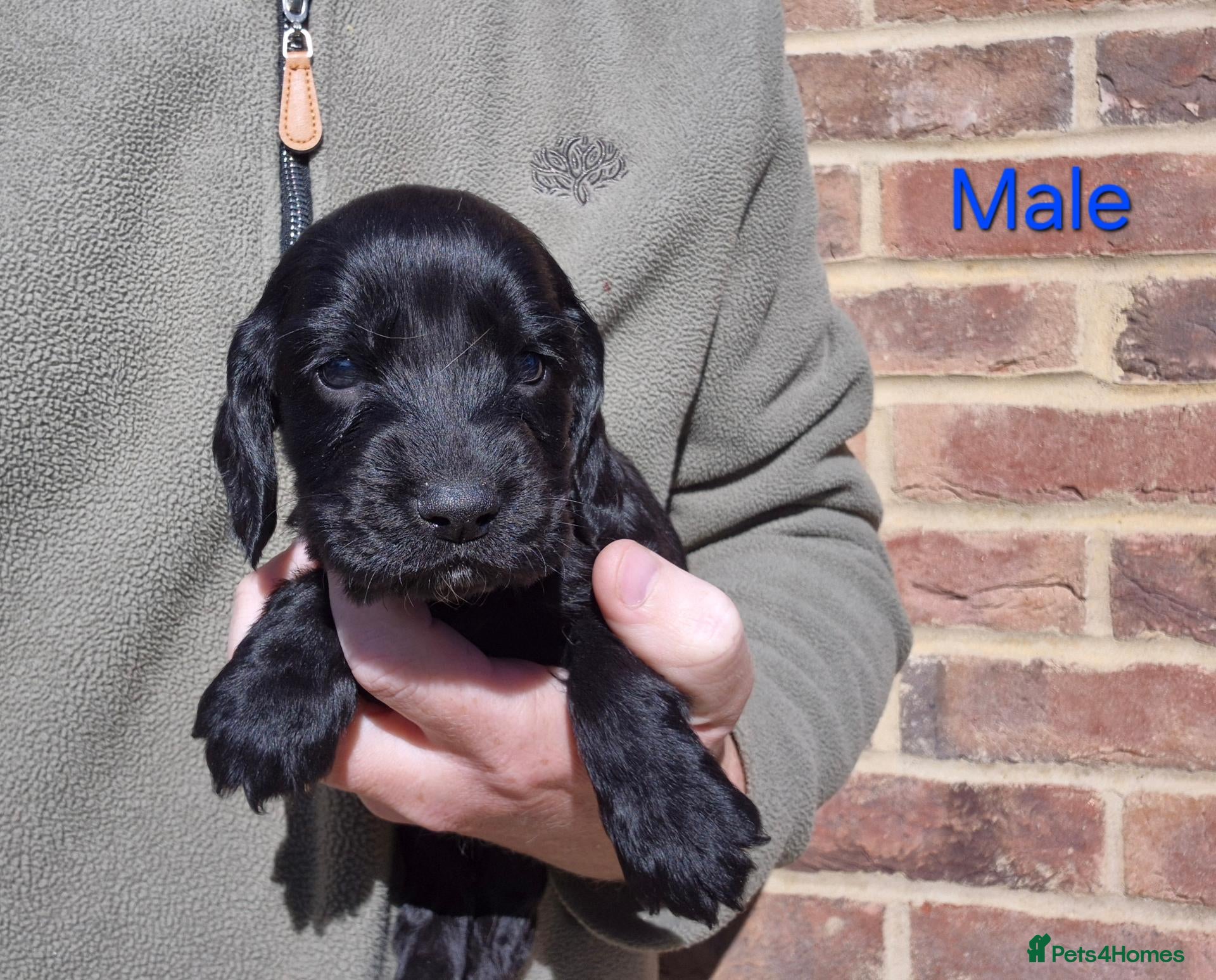 Cocker Spaniel dogs KC Show Type Cocker Spaniels - Advert 2