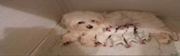 Maltese dogs for sale: KC MALTESE Puppies Males and Female in Bristol - Advert 17