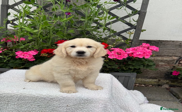 Golden Retriever dogs - Advert 4