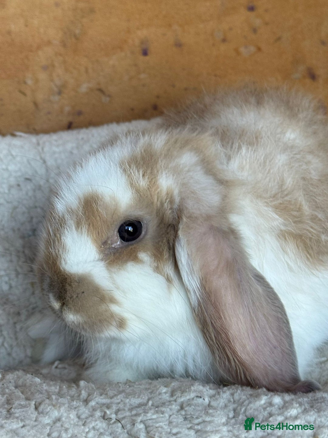 French Lop rabbits for sale: Purebred French Lop baby rabbits for sale  - Advert 8