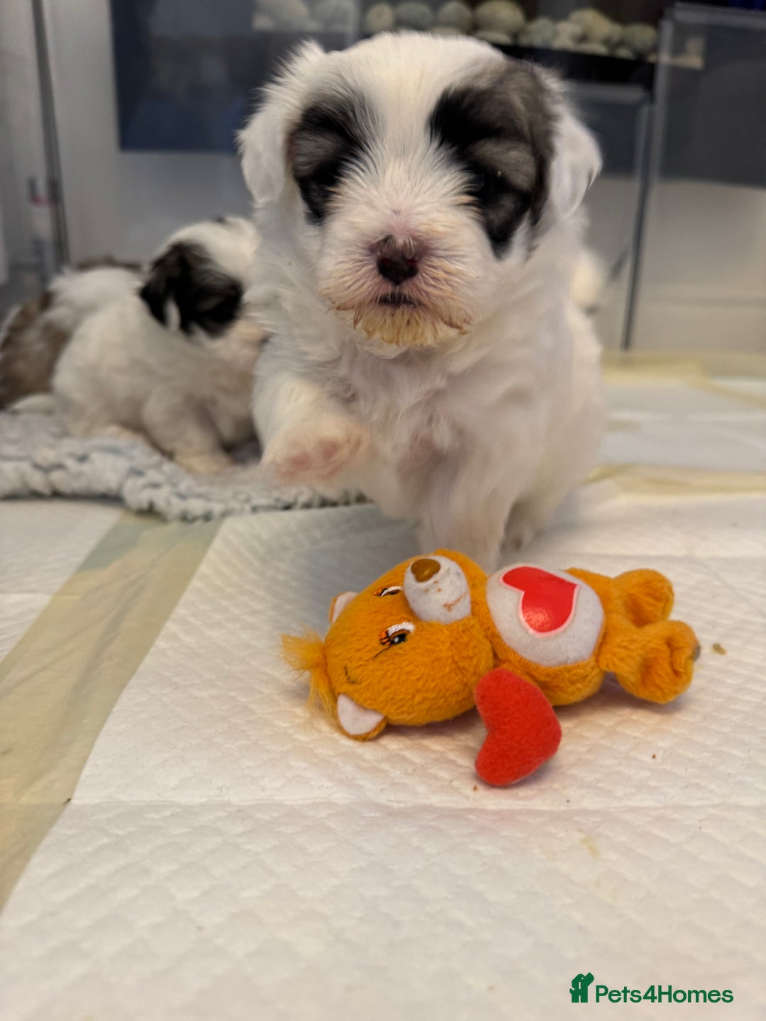 Mixed Breed dogs for sale: Maltese Cross Puppies for Sale  - Image 14