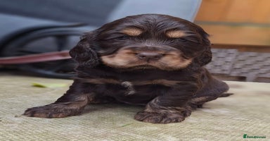 Cocker Spaniel dogs KC Reg Show Cocker Spaniels  - Advert 9