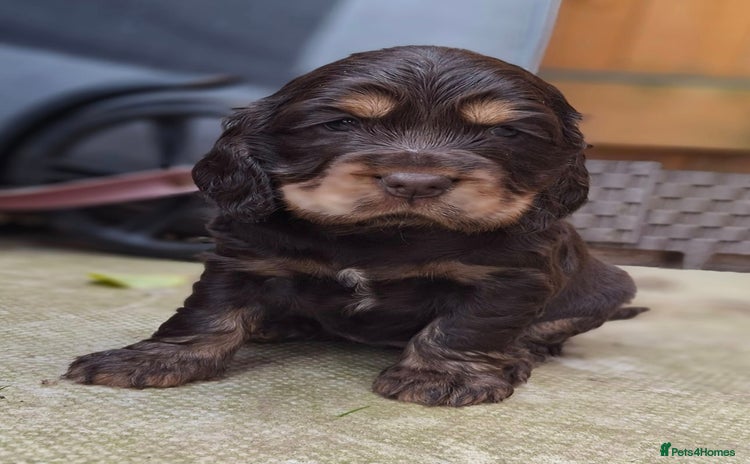 Cocker Spaniel dogs - Advert 2