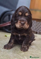 Cocker Spaniel dogs KC Reg Show Cocker Spaniels - Advert 2