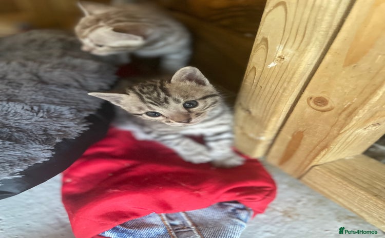 Bengal cats - Advert 9