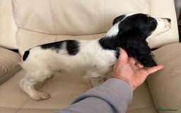 Cocker Spaniel dogs for sale: Cocker Spaniel Boy Puppy - Image 5