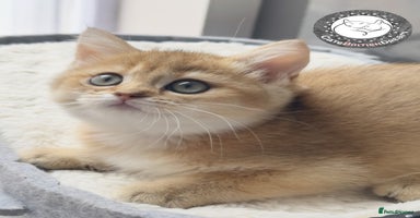British Shorthair cats - Advert 16