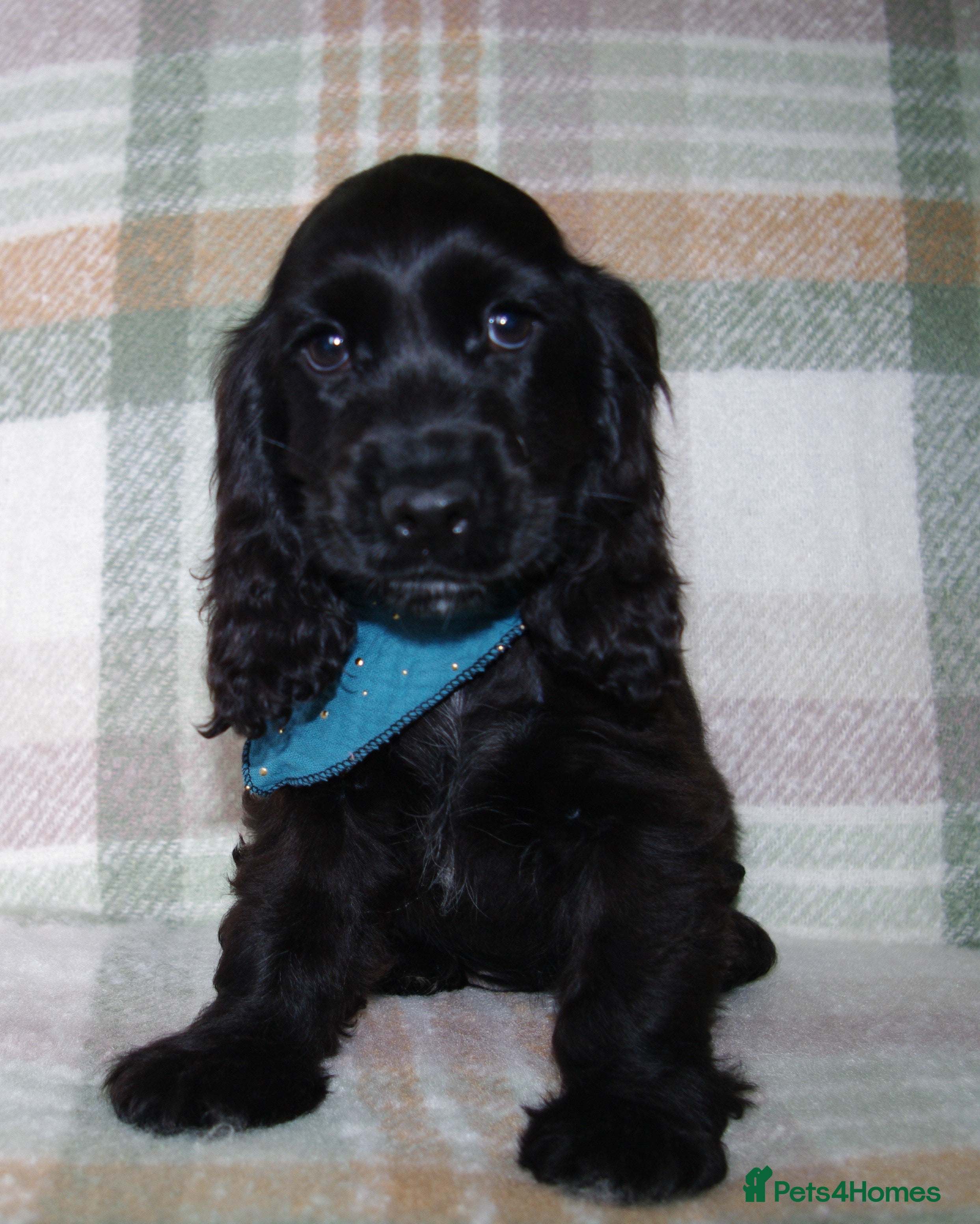 Cocker Spaniel dogs Beautiful Show Cocker Spaniel Puppies  - Advert 2