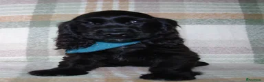 Cocker Spaniel 7