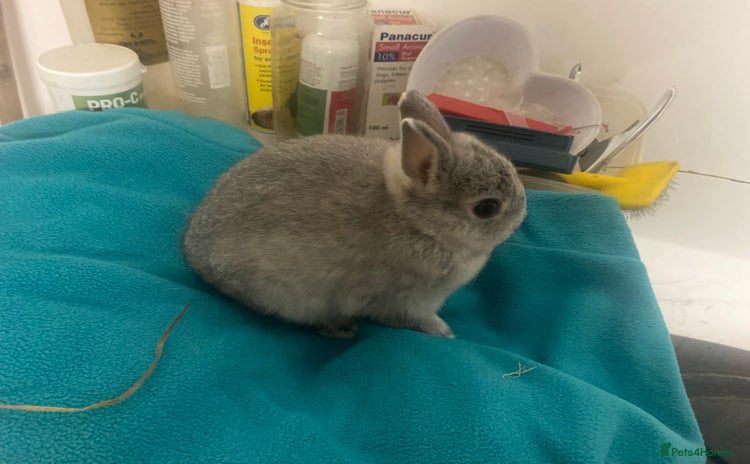 Netherland Dwarf rabbits - Advert 5
