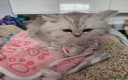 Maine Coon cats for sale: Gorgeous maine coon - Image 10