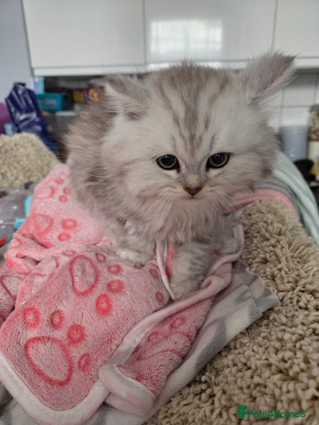 Maine Coon cats for sale: Gorgeous maine coon - Image 10