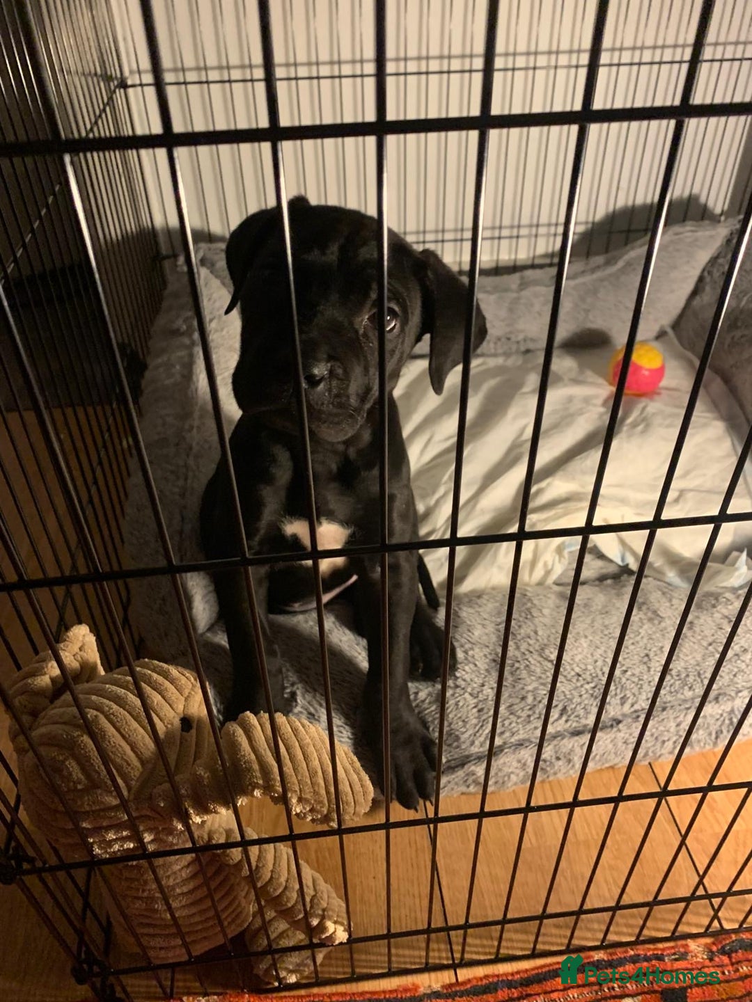 Cane Corso dogs for sale: Cane corso - Advert 2