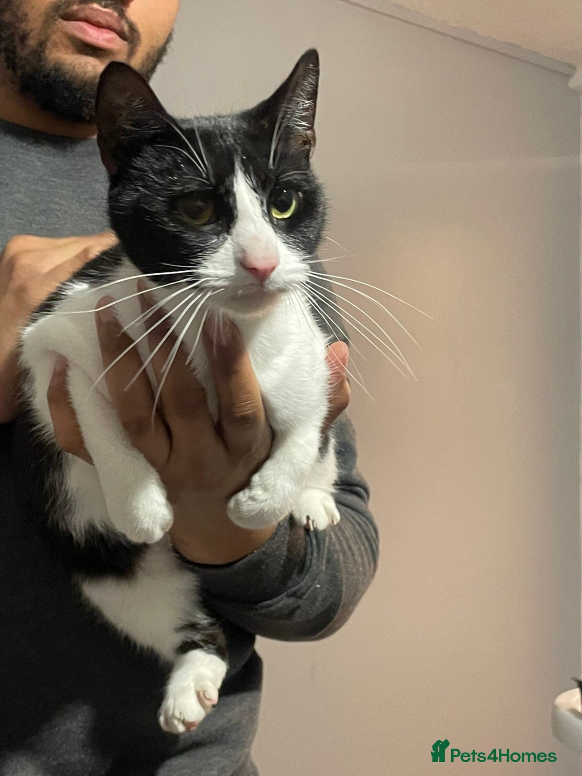 British Shorthair cats Female cat  - Advert 17