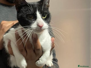 British Shorthair cats Female cat - Advert 1