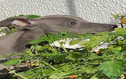Whippet dogs for sale: 2 whippet puppies remaining ready for new homes - Image 14