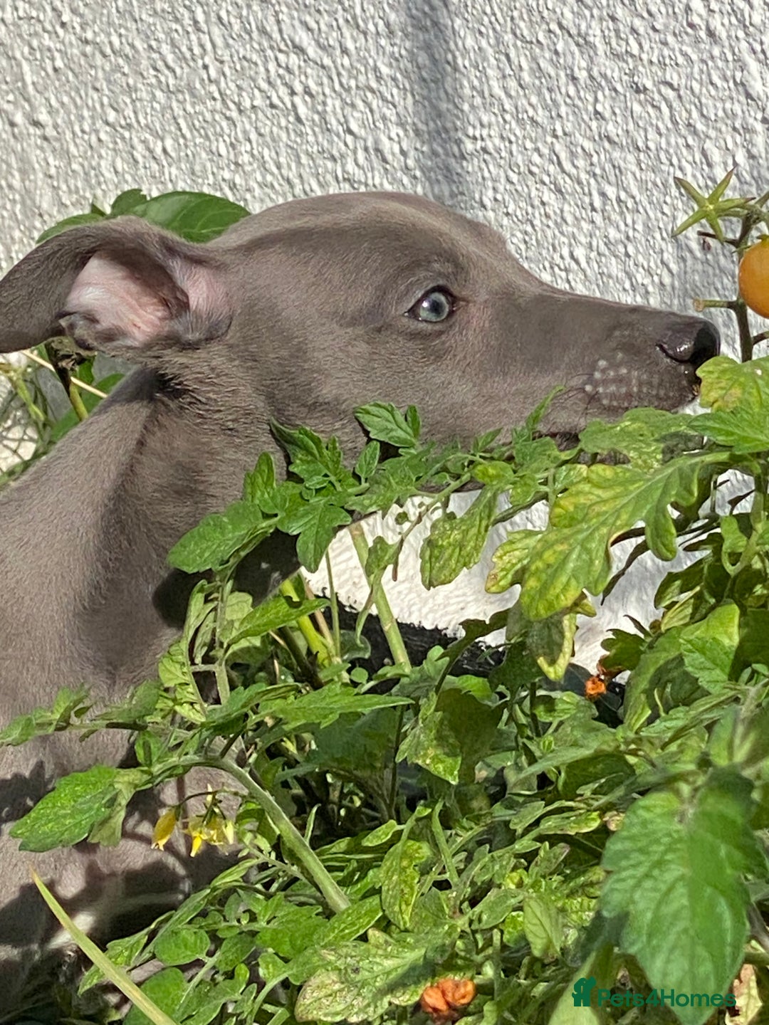 Whippet dogs for sale: 2 whippet puppies remaining ready for new homes - Image 14