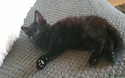 Mixed Breed cats for sale: Adorable kittens  - Image 2