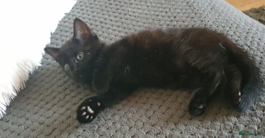 Mixed Breed cats - Advert 11