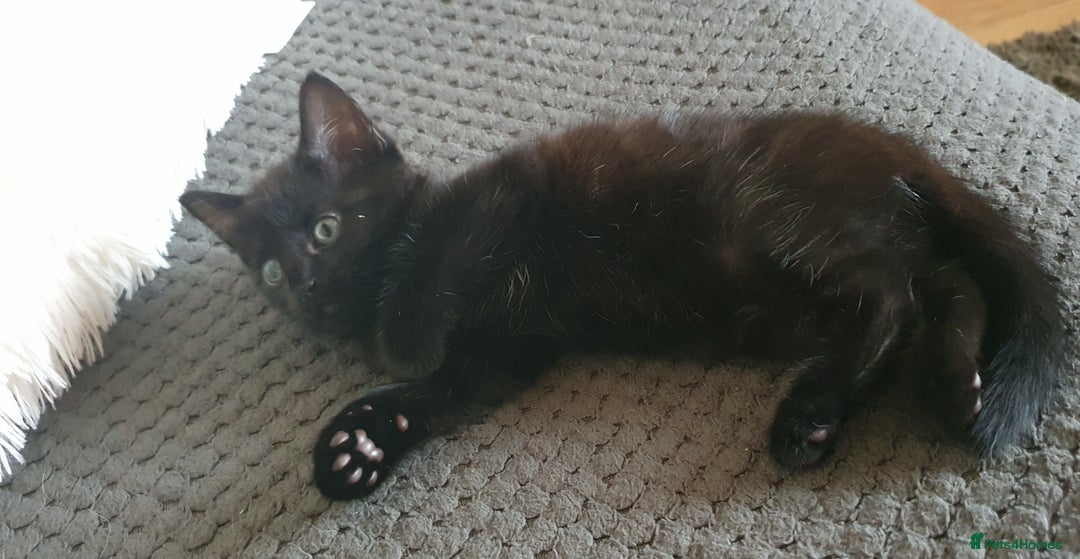 Mixed Breed cats for sale: Adorable kittens  - Image 2