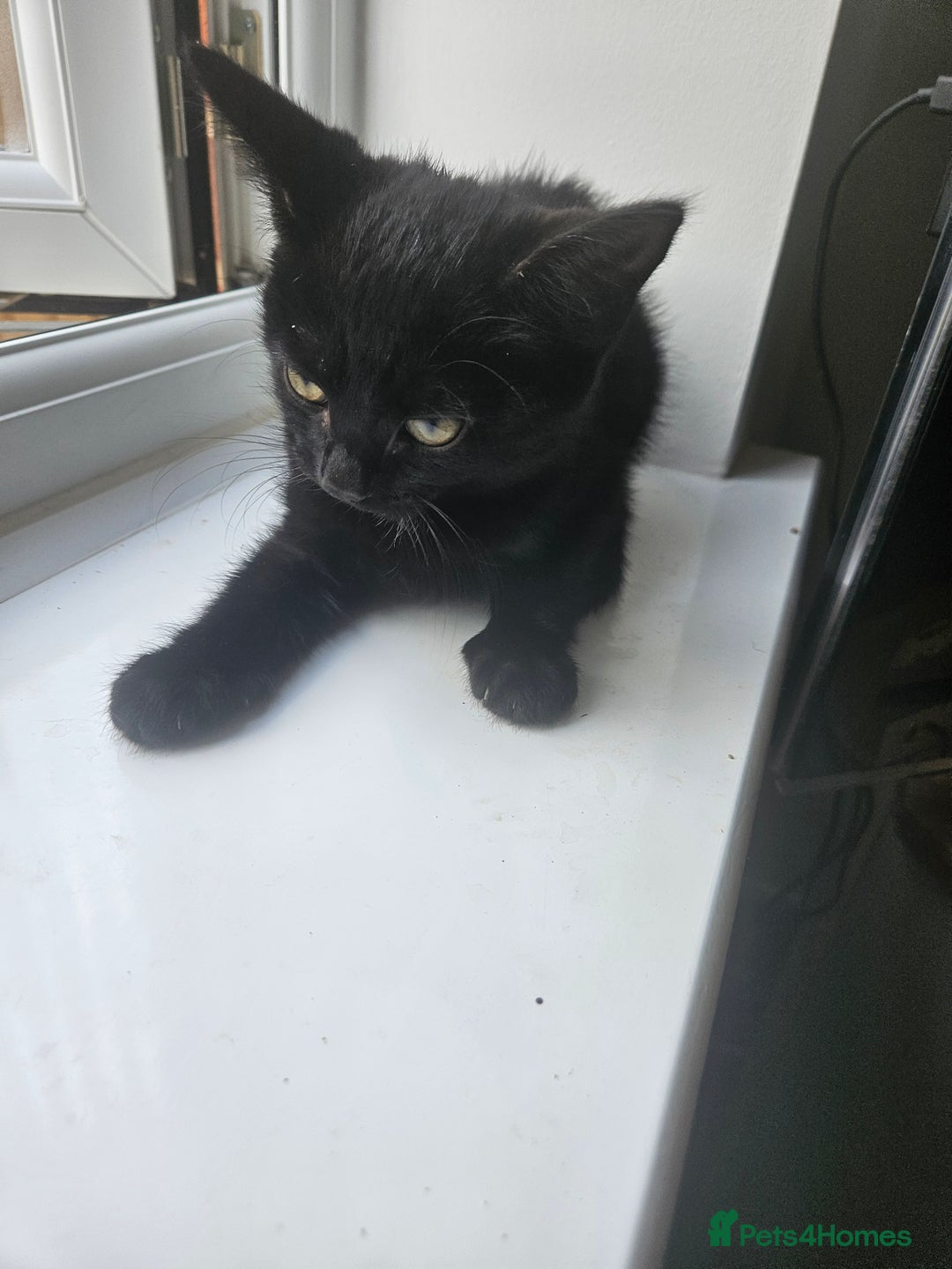 Mixed Breed cats for sale: 4 beautiful temperamental kittens  - Image 1
