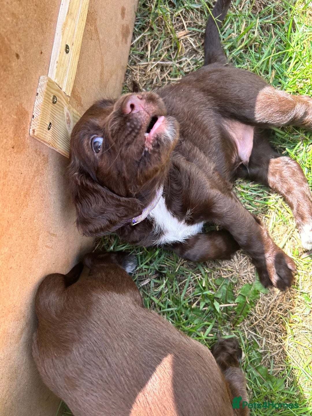 Sprocker dogs for sale: 3 beautiful Sprocker Spaniels  - Image 22