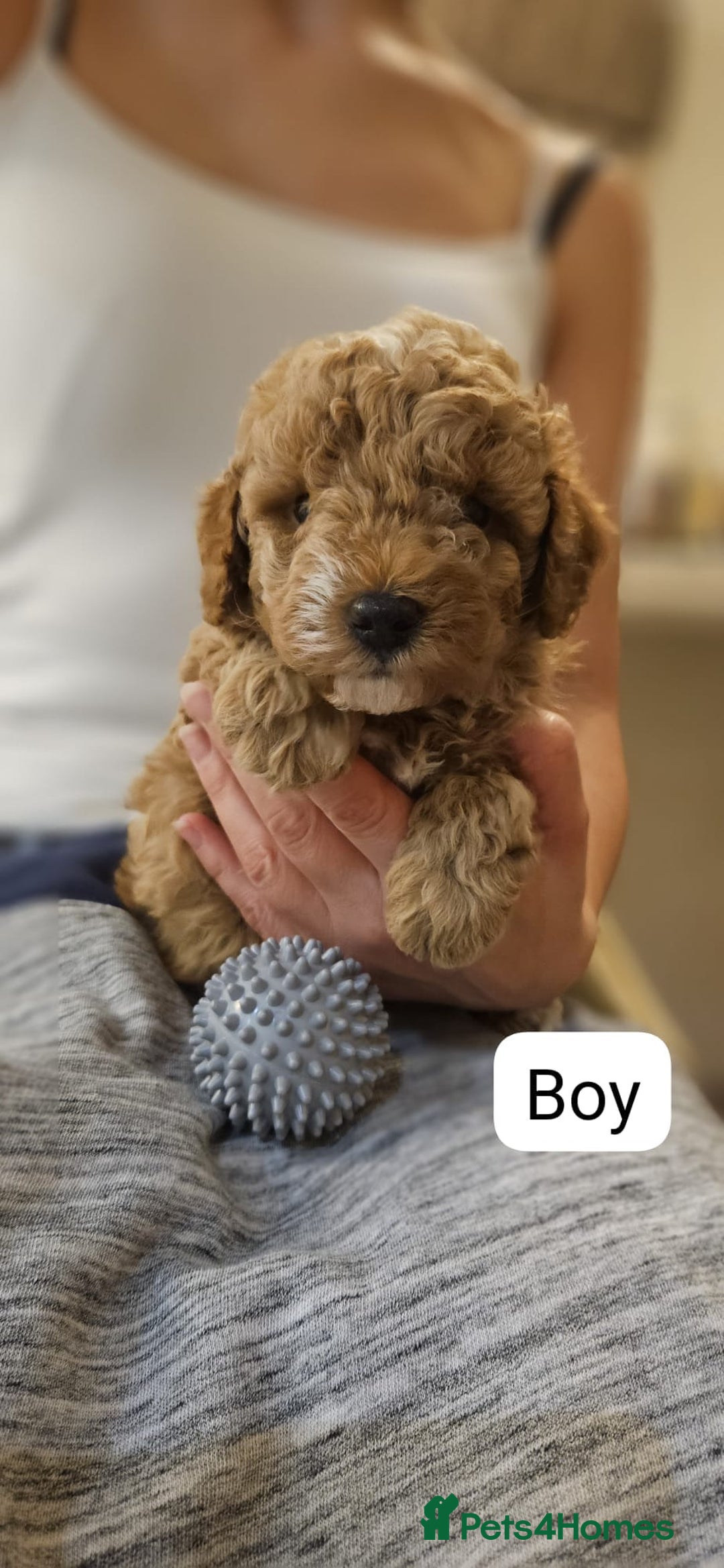 Cockapoo dogs for sale: Beautiful Toy f2 Cockapoos  - Image 3
