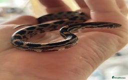Corn Snake reptiles for sale: Tessera het lavender cornsnakes - Image 10