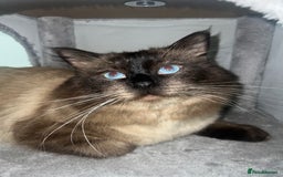 Ragdoll cats for stud: Stunning ragdoll for stud  - Image 10