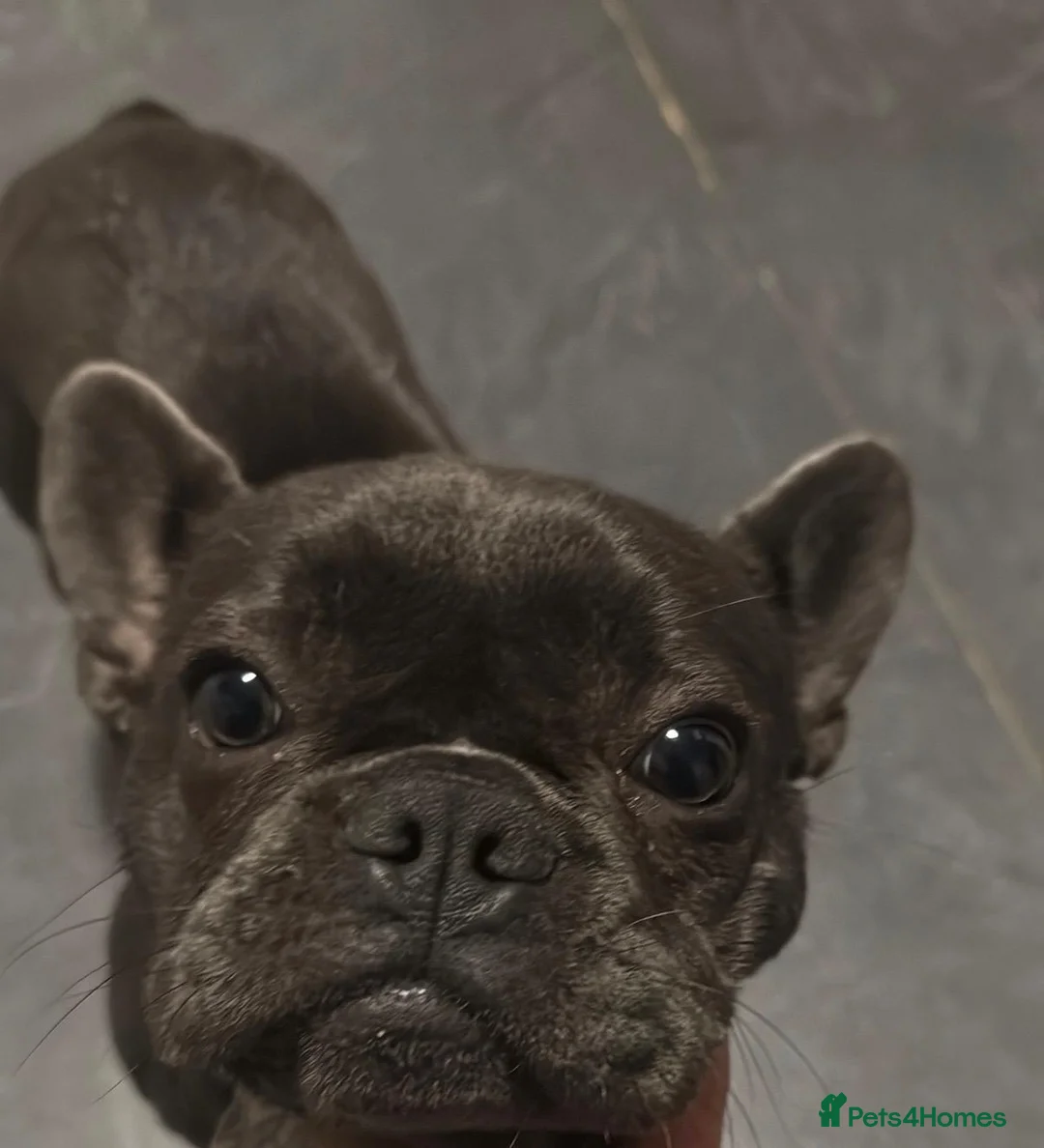 French Bulldog dogs for sale: Female Blue French Bulldog - 15 Months Old in Lowestoft - Advert 2