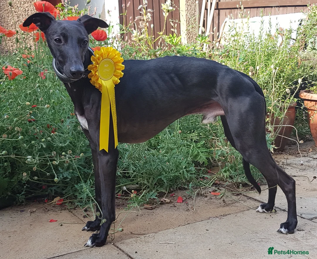Whippet dogs for stud: Eidynrock Sangoma with Silkspun ,Sportingbred.X in Glasgow - Advert 17