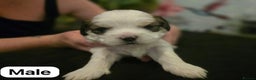 Mixed Breed dogs for sale: Shorkie cross lhasa apso pups - Advert 1